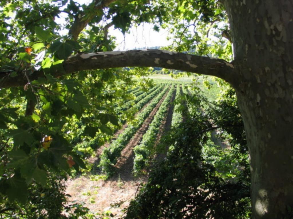 Domaine Saint Dominique Hotel Seillons-Source-d'Argens Exterior photo